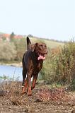 DOBERMANN 471